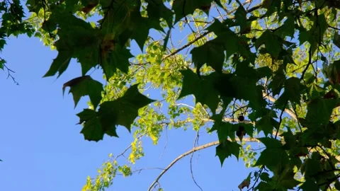 Looking up at the leaves flying in the windf 4K Stock Footage 139938405