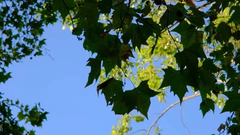 Looking up at the leaves flying in the windf 4K Stock Footage 139938407