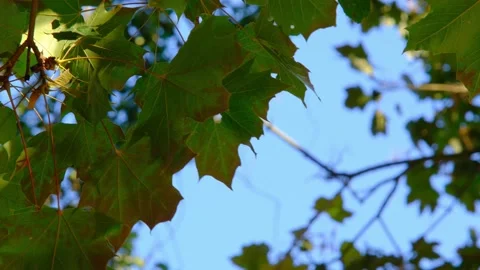 Looking up at the leaves flying in the windf 4K Stock Footage 139938456