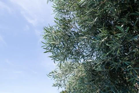 Looking up at the leaves of an olive tree Stock Photos