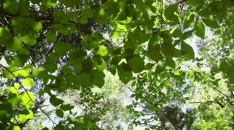 Looking up at Leaves with Sun through Trees Stock Footage 48508916