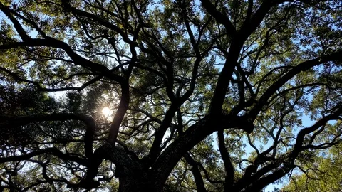 Looking up at the Live Oak trees in Savannah Georgia Stockbeeldmateriaal 125798446