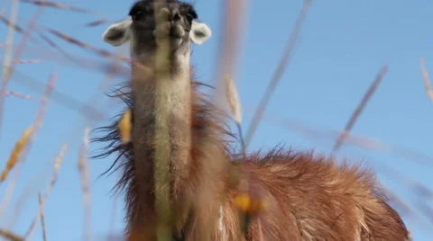 Looking up at a Lllama Stock Footage 46626207