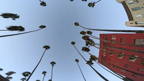Looking Up Los Angeles Palm Trees Stock Footage 234490328