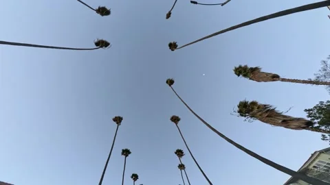 Looking Up Los Angeles Palm Trees Stock Footage 234490798