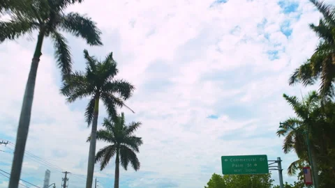 Looking up low angle view on palm trees road row at Naples Florida Vidéo 218325611