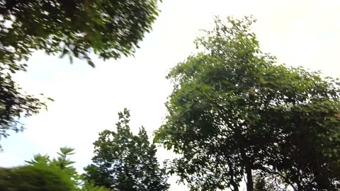 Looking up low angle view perspective of car driving in tropical neighbourhoo Stock Footage 150696473