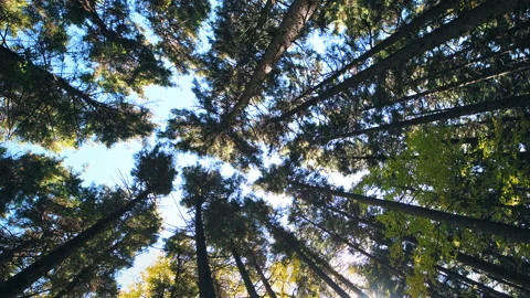 Looking up low angle view on pine forest at Gaudineer knob, West Virginia Stock Footage 154181487