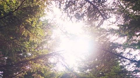 Looking up low angle view on sun behind spruce trees forest branches Video stock 316527527