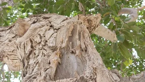 Looking up into lush canopy massive old tree deeply textured bark art Foto stock