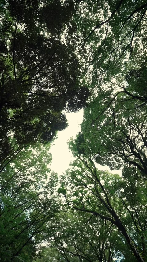 Looking up at lush green forest canopy with summer cicada sounds Stock Footage 345780678