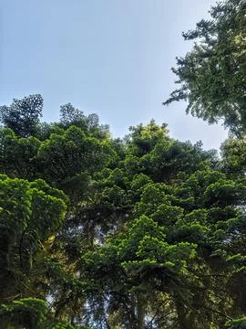 Looking up at lush green pine tree tops against a clear blue sky Фото