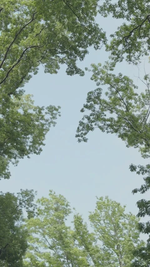 Looking up at lush green tree canopy against clear blue sky in Japan nature Stock Footage 333226912