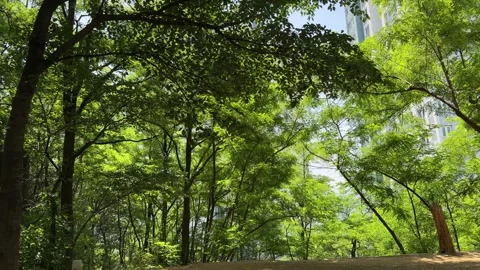 Looking Up at Lush Green Tree Canopy in a City Park Stock Footage 338293628