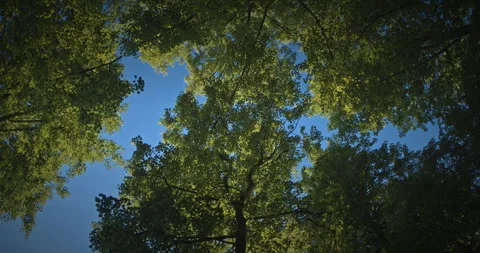Looking up at lush green tree canopy against blue sky in spring Stock Footage 341339749