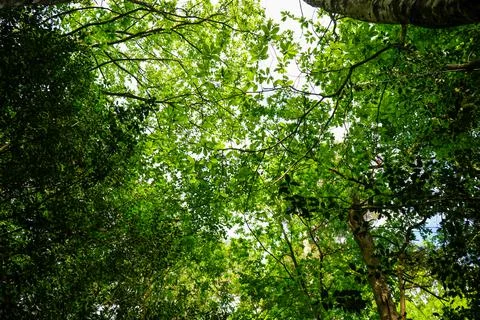 Looking up at lush green tree canopy Stock Photos