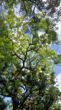 Looking Up at Lush Green Tree Canopy and Blue Sky Stock Photos