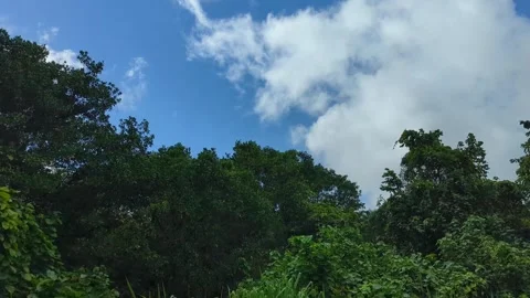 Looking up lush green tree landscape from moving car in Bouma National Heritage Stock Footage 334837931
