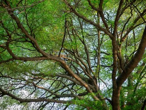 Looking up at Madagascar Almond tree branches and green leaves against brig.. Foto stock
