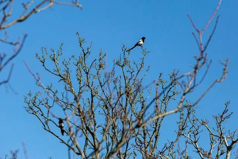 Looking up at a magpie perched on bare tree branches, on a sunny March day Stock Photos