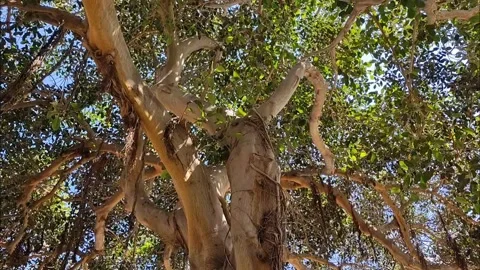 Looking Up Into Majestic Tree Canopy Video stock 334057017