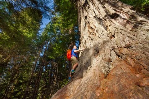 Looking man with backpack climbing on big tree Stock Photos