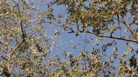 Looking Up at Mantled Howler Monkey Pair Monkeys Walking Climbing Branches Vídeo Stock 134410983