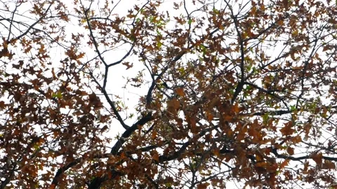 Looking up a Maple tree blowing in the wind Stock Footage 144702997