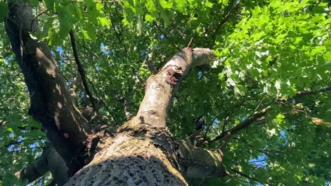 Looking up into maple tree on windy day Stock Footage 225494842