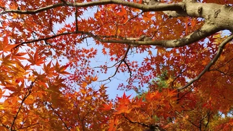 Looking up at the maple trees with their autumn leaves, panning Stock-Footage 317923205