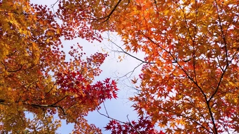Looking up at the maple trees with their autumn leaves, rotating Stock Footage 317923211