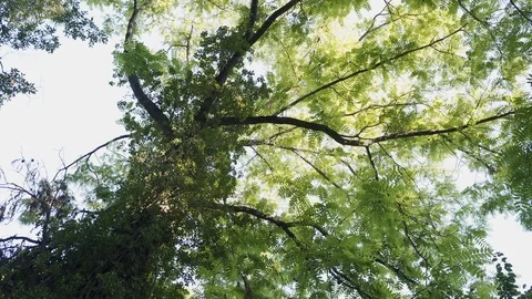 Looking up to a marvellous tree with bright light green leaves Stock Footage 106722637