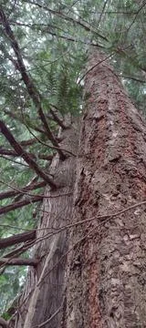 Looking up at massive and tall trees with closeup bark Stock Photos