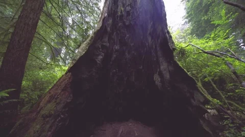 Looking Up at Massive Old-Growth Redwood Trees in Lady Bird Johnson Grove, Redwo Stock Footage 332415743