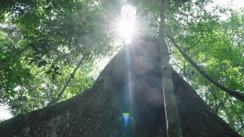 Looking up a massive rainforest tree trunk with sunlight bursting through the 库存影片 348787285