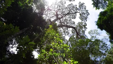 Looking Up at a Massive Tree Canopy – Majestic Giant Tree in Tropical Forest Stock Footage 337556470