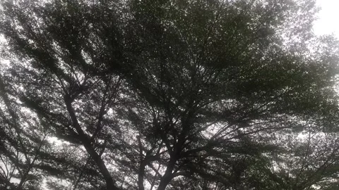 Looking Up At A Massive Tree With Light Beaming Through Video stock 170939080