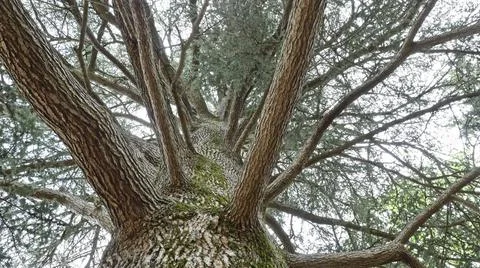 Looking up a massive tree trunk at extending limbs Stock Photos