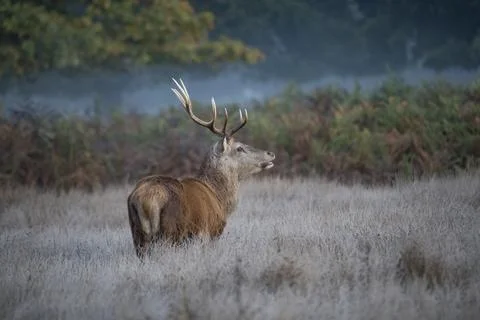 Looking for a mate Stock Photos