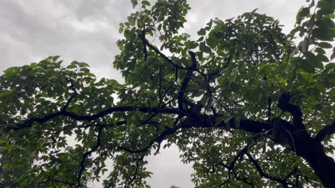 Looking Up at Mature Tree Branches and Dramatic Rainy Weather Sky. Stock Footage 345068541