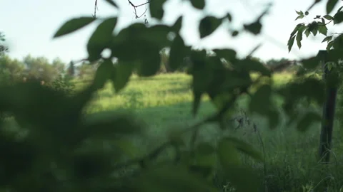 Looking into a meadow from the forest Vídeo Stock 156470143