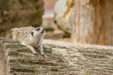 An looking meerkat Stock Photos