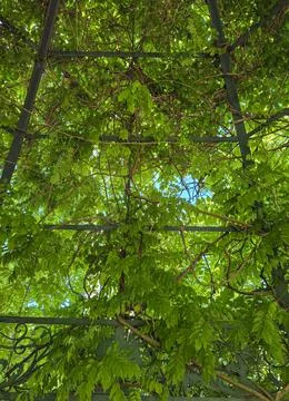 Looking up at a metal pergola framework with dense green leaves and blue sk.. Stock Photos