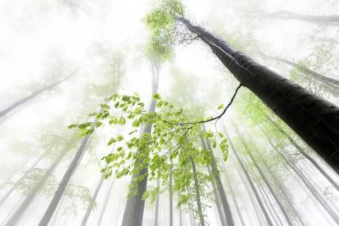 Looking up at misty forest with fresh green leaves and soft light Stock Photos