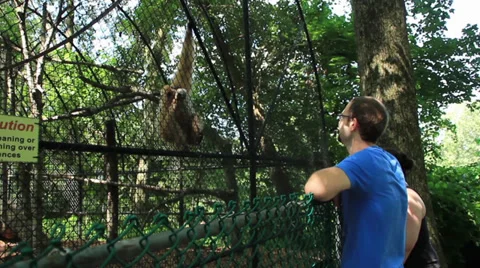 Looking at a Monkey Stock Footage 27730739