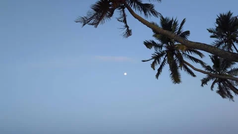 Looking up at moon against blue sky with coconut palm trees in breezy wind on Stock Footage 313654708