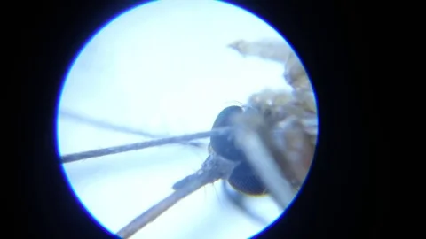 Looking at Mosquito Proboscis Through a Microscope Stock Footage 81755651