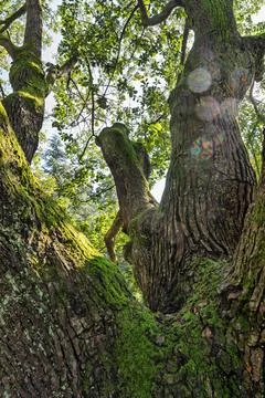 Looking up at moss covered ancient oak tree canopy Fotos de archivo
