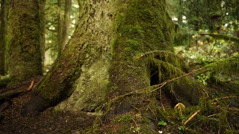 Looking up the moss covered trunk of an old growth tree Stock Footage 123299627