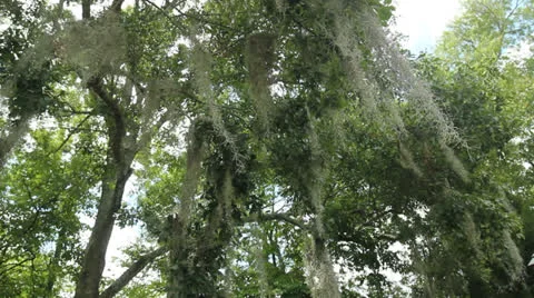 Looking up at moss in trees Stock Footage 25842544